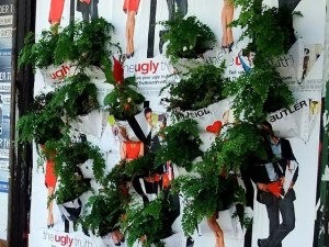 Poster Pocket Plants